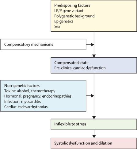 Dilated cardiomyopathy: causes, mechanisms, and .